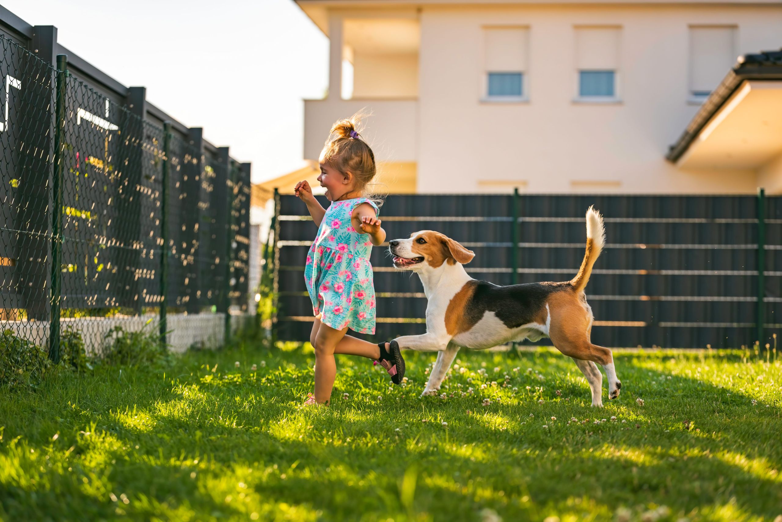 How Pet Turf Gives Colorado Dogs a Yard Built for Summer