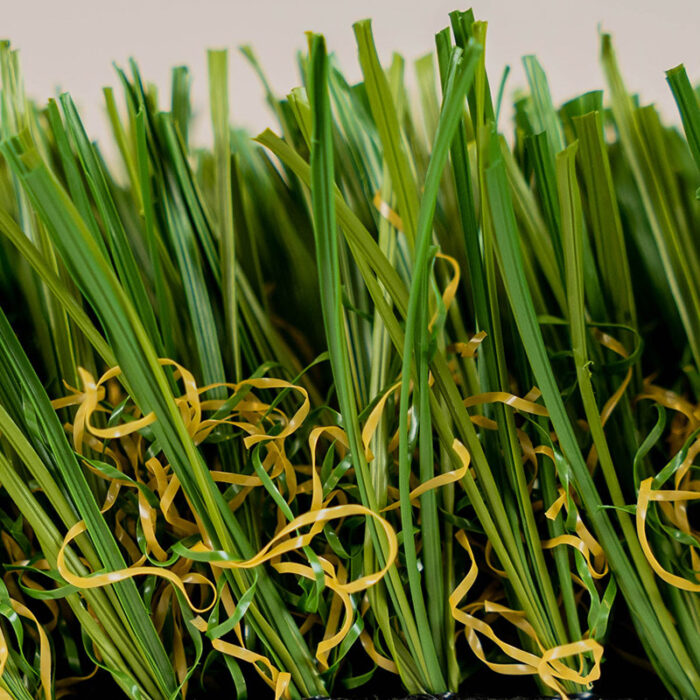 Everglade Fescue - Image 3